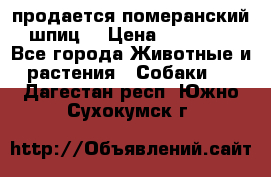 продается померанский шпиц  › Цена ­ 35 000 - Все города Животные и растения » Собаки   . Дагестан респ.,Южно-Сухокумск г.